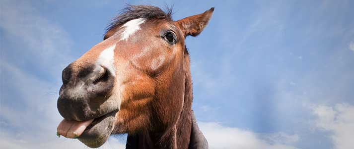 Horse sticking tongue out