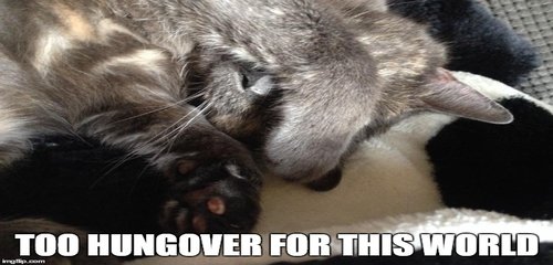 hungover cat