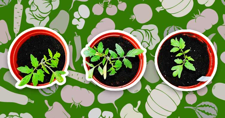 plant pots and vegetable pattern