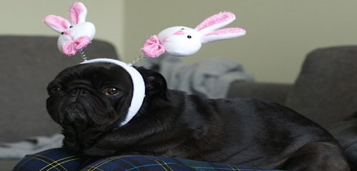 pug easter