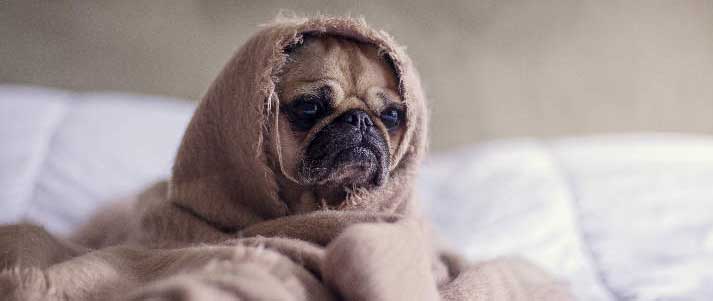Sad pug in a blanket