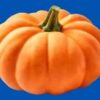 munchkin pumpkin