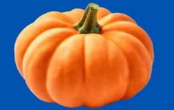 munchkin pumpkin