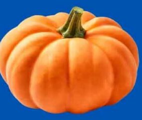 munchkin pumpkin