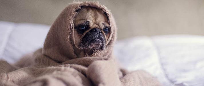 sad pug in blanket