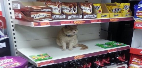 sainsburys cat