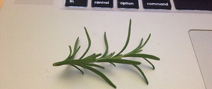 does rosemary help you study