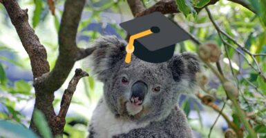 studying in australia