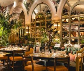 the ivy