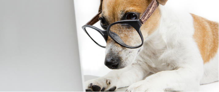 dog with glasses on laptop